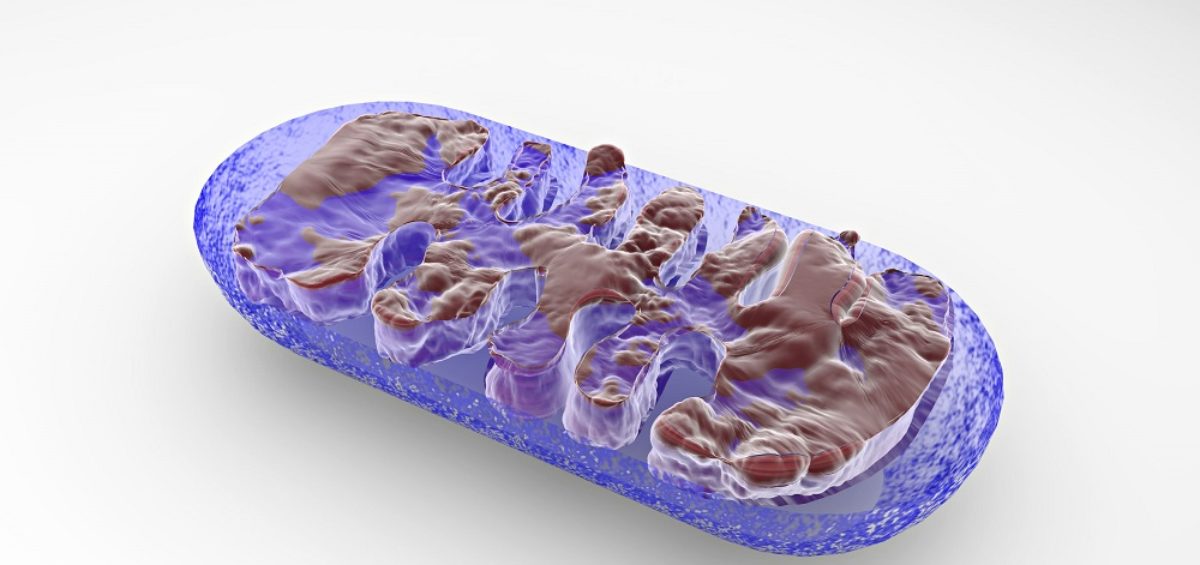 mitochondria